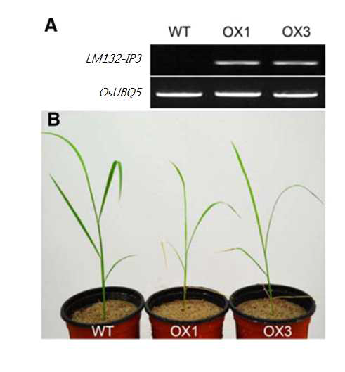 pZmUBQ:LM132-IP3의 성장 저해 표현형