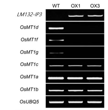 pZmUBQ:LM132-IP3 과발현체에서 OsMT 유전자군의 발현 양상