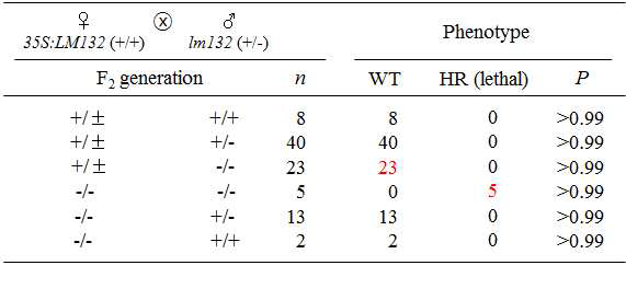 LM132 과발현체와 LM132 돌연변이 개체 간의 교배라인의 F2 집단에서 유전형과 표현형 분석