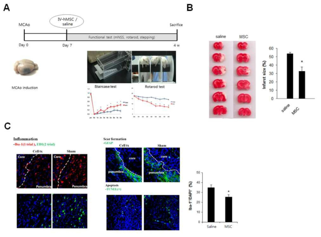 (A) Rat MCAo 동물모델에서 human MSC 정맥투여 study design. (B) MSC 투여군에서의 TTC 염색을 통한 뇌손상 부피측정. (C) 뇌경색 주변부 (peri-infarct cortex)에서의 염증세포 (Iba-1), 신경세포 고사 (GFAP, TUNEL) 면역조직분석