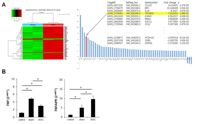 (A)　MCAo 랫트모델에서 saline 투여군 (sham)과 MSC 투여군의 뇌조직에서의 mRNA microarray 분석을 통한 DEG (Differentially expressed genes) 도출. (B) saline 투여군 및 MSC 투여군의 뇌조직에서 TNFa, TNFAIP6 mRNA 발현을 위한 real time PCR 결과.