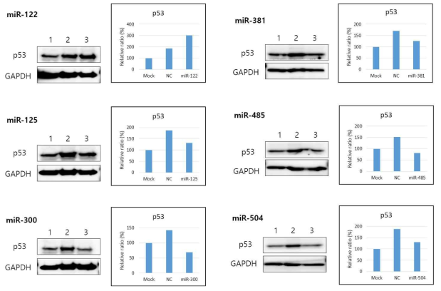 p53에 결합이 예상되는 miRNA 후보군 6개을 선정. miRNA transpection cell line에서 p53의 발현변화 확인.