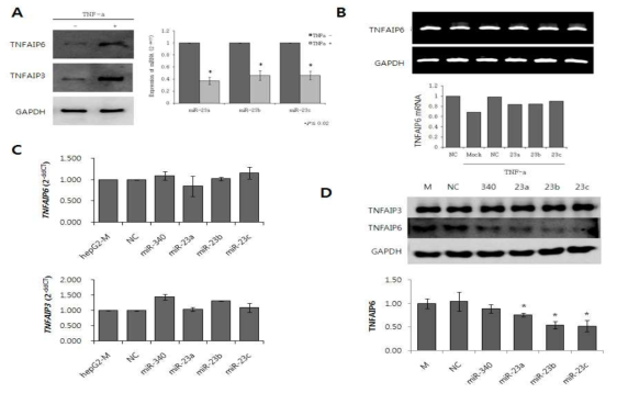 (A) TNF-α 처치후 U937 cell에서의 miR-23a, -23b, -23c 및 TNFAIP3, TNFAIP6의 발현량 변화, (B) miR-23a, -23b, -23c over-expression 후 U937 cell에서의 TNFAIP6의 mRNA 발현량 변화. miR-23 과발현은 TNFAIP6의 mRNA의 발현에는 영향을 주지 않음을 확인함. (C) 이와 같은 소견은 real-time PCR에서도 같은 결과를 보였음. (D) miR-23a, -23b, -23c over-expression 후 TNFAIP6의 웨스턴블롯.