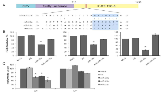 (A) Luciferase Reporters assay를 위하여 TSG-6 gene sequence를 삽입함. (B) Cord blood derived MSC에서 miR-23a, -23b, -23c 처리를 하였을 때 Luciferase 발현이 억제됨. 이중 miR-23c가 가장 뚜렷하게 repression을 유도함. (C) mutant construct를 transfection 시킨 후 결합능이 없어지는 지 재확인하여 target gene sequence에 대한 miR-23 family의 specific binding여부를 확립.