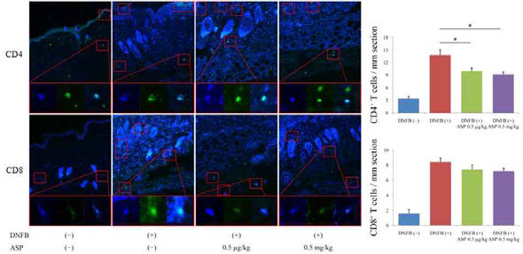 아스파탐에 의한 아토피 피부염 조직에의 CD4, CD8 T세포의 침윤 억제 효과