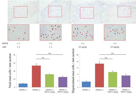 아스파탐에 의한 아토피 피부염 조직에의 비만세포 침윤 억제와 탈과립의 억제 효과