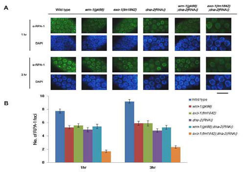 wrn-1과 exo-1 단일돌연변이는 감마선 조사 후 이른 시간에서 RPA-1 foci 형성을 감소시키고, 이중돌연변이는 RPA-1 foci 형성을 더욱 감소시킴