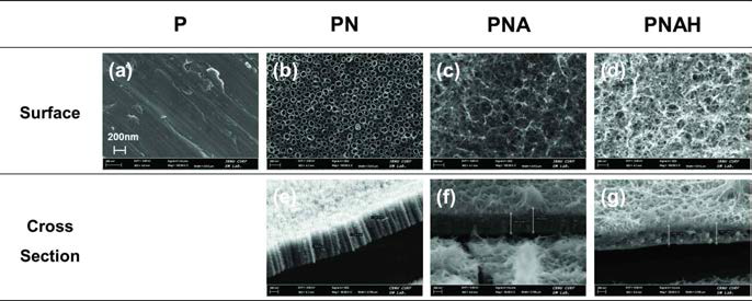 무처리(P), 양극산화처리(PN). 알칼리처리(PNA), 열처리(PNAH)한 후의 표면 구조 및 절단면 구조