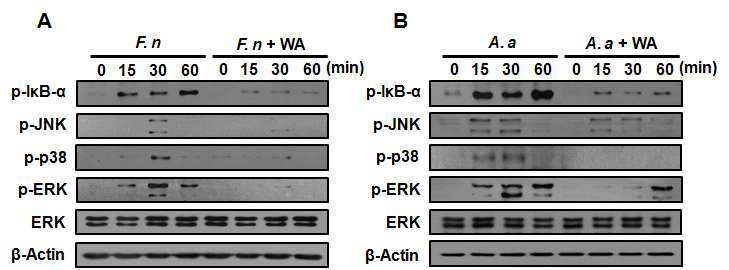 대식세포에서 F. n (A)과 A. a (B)에 의한 NF-κB 및 MAPKs 활성 평가