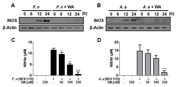 대식세포에서 F. n과 A. a에 의한 iNOS 발현(A, B)과 Nitric oxide 생성(C, D) 평가