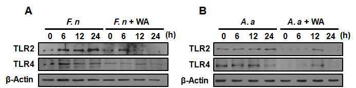 대식세포에서 F. n (A)과 A. a (B)에 의한 TLR2와 TLR4의 발현