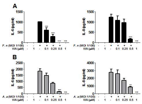 치주인대세포에서 F. n (A)과 A. a (B)에 의한 IL-6 및 IL-8 생성에 미치는 Withaferin A의 역할