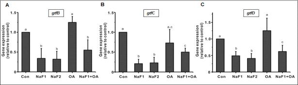 Biofilm에서의 GTF gene secretion에 대한 불소 및 식물성분의 효과