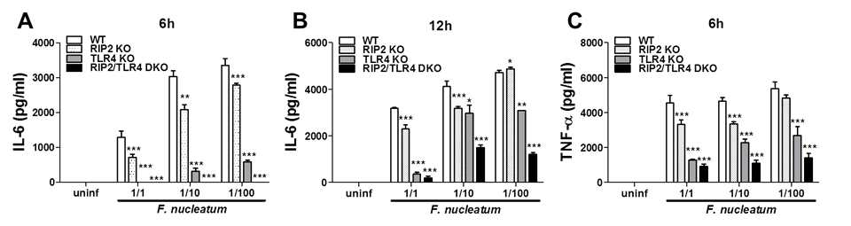 대식세포에서 F. nucleatum 감염 시 IL-6(A,B) 및 TNF-α(C) 생성에 미치는 역할 확인