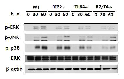 대식세포에서 F. nucleatum에 의한 MAPKs 활성 평가