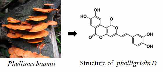 P. baumi로부터 탑재후보물질 Phelligrin D의 분리