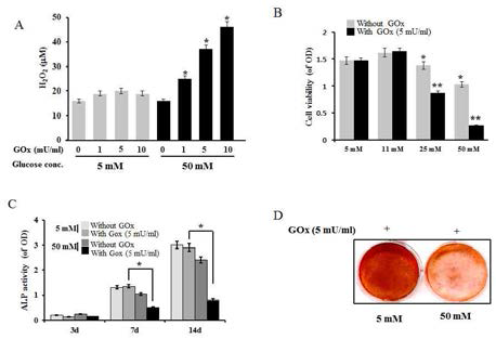 PDL cells의 당산화스트레스에 대한 세포내 반응과 골세포로의 분화억제