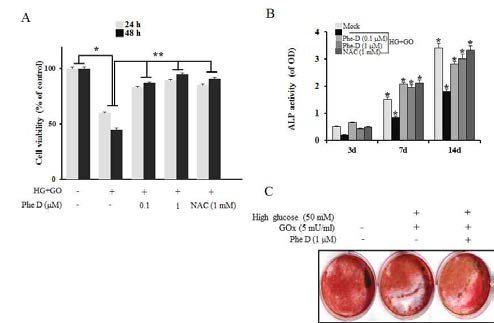 Phelligrin D의 당산화스트레스에 대한 PDL cell의 생존성향상과 골세포로의 분화유도