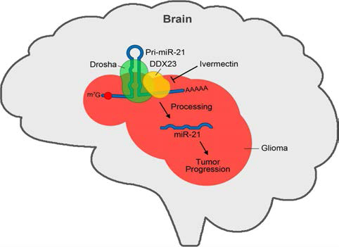 Ivermectin에 의한 세포 내 RNA helicase DDX23/종양마이크로RNA-21 signaling의 저해를 통한 뇌종양증식 억제 기전 모델그림