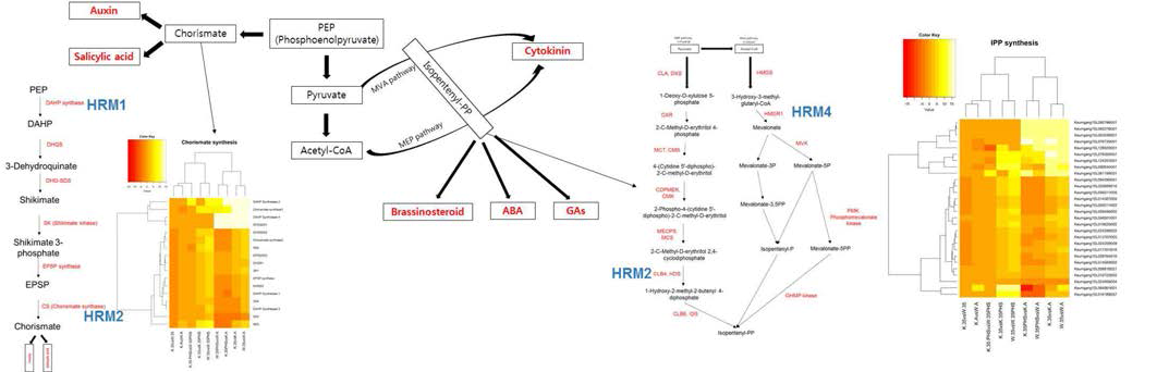 Heatmap을 이용한 식물호르몬 전구체인 chorismate와 isopentenyl-PP의 생합성에 관련된 유전자들의 발현에 대한 비교 분석
