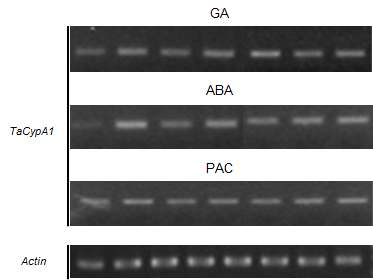 TaCypA1의 종자 발아 시기의 shoot에서의 호르몬 처리에 의한 발현 검정