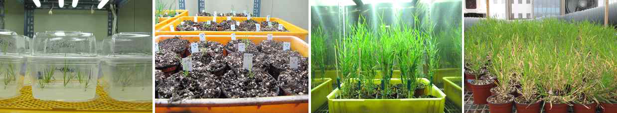 선발된 형질전환체의 transplanting과 온실에서의 T2 plant 배양