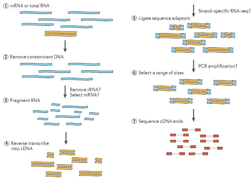 RNA Sequencing Experiment Workflow