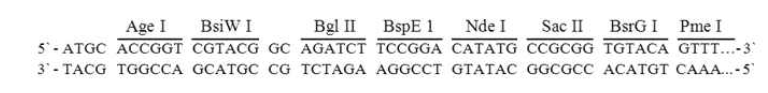 Oligomer 합성을 통해 확보된 MCS sequence