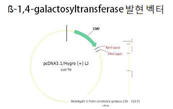 Galactosyltransferase 발현 벡터