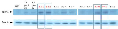 ß-1,4-galactosyltransferase 발현 단일 세포 4개 선별