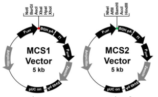 MCS1, 2 vector의 구축