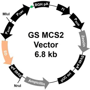 GS MCS2 vector 구축