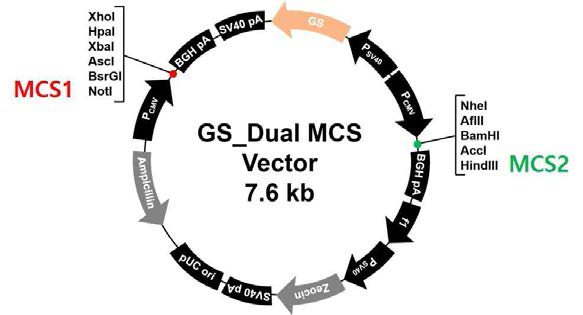 GS Dual vector 구축