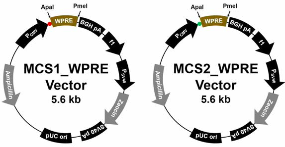 MCS1, 2 WPRE vector 구축