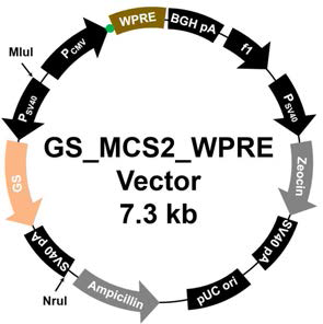 GS MCS2 WPRE vector