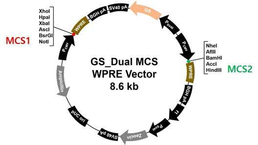 GS Dual MCS WPRE vector의 구축