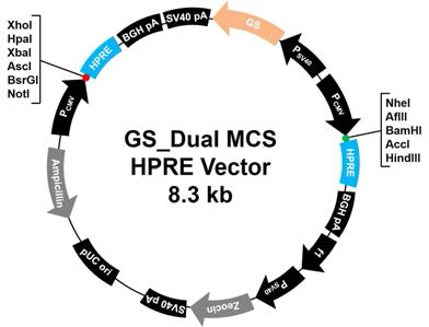 3세대 GS_Dual MCS HPRE 벡터 구축