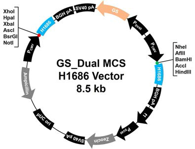 3세대 GS_Dual MCS H1686 벡터 구축