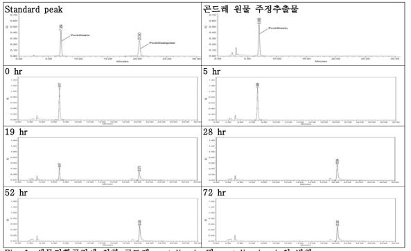 생물전환공정에 의한 곤드레 pectolinarin 및 pcetolinarigenin의 변화