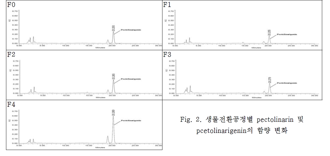 생물전환공정별 pectolinarin 및 pcetolinarigenin의 함량 변화