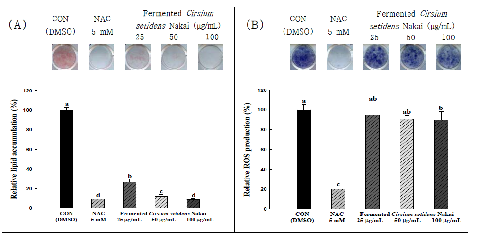 발효곤드레 추출물의 지방세포 내 지방축적(A) 및 ROS 저감효과(B)