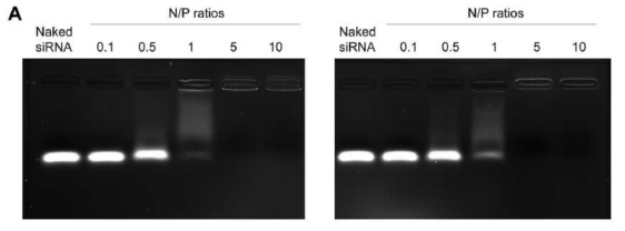 siRNA relardation assay. (A) R-PEG-PMT/siRNA (B) PEG-PMT/siRNA 복합체