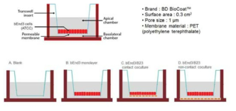 In vitro 뇌혈장벽 모델 구축 모식도