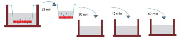 In vitro 뇌혈장벽 모델에서 복합체의 투과성 실험 방법
