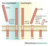 APP 분해기전에 따른 b-amyloid 생성