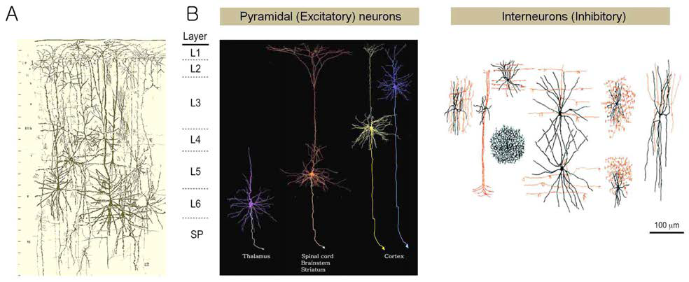 대뇌의 다양한 신경세포 유형들.