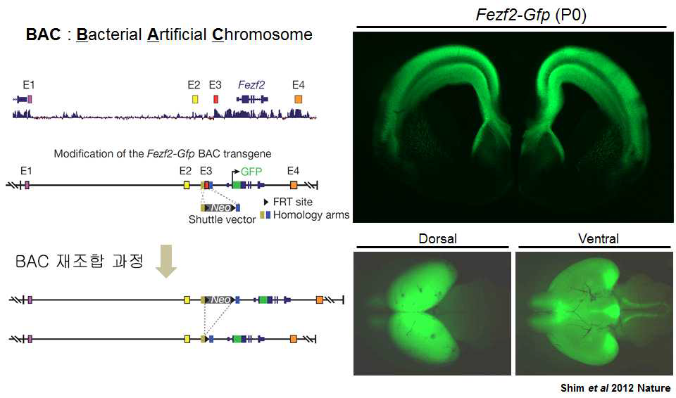 BAC형질전환기술을 활용한 대뇌 신경세포의 GFP표지 동물모델.