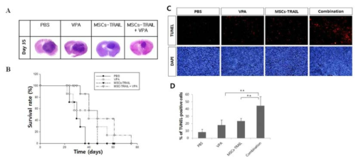 MSCs-TRAIL과 VPA 병용치료의 in vivo 유효성