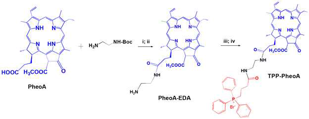 TPP-PheoA 구조체 합성 반응 및 구조