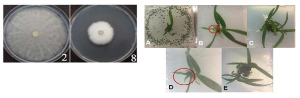 Tissue cultured orchid inoculated with Trichoderma sp. and Umbelopsis sp.